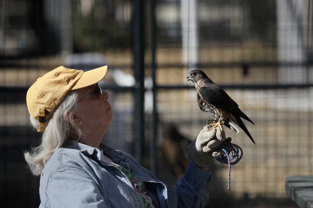 Volunteer Mary Ellen King holds a merlin falcon named Esme at the Bird Rescue Center in Santa Rosa on Thursday, Oct. 29, 2020.  (Beth Schlanker / The Press Democrat)