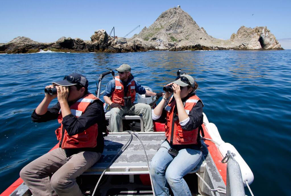 Researchers from Point Blue Conservation Science search the waters off the Farallon Islands. (Annie Schmidt)