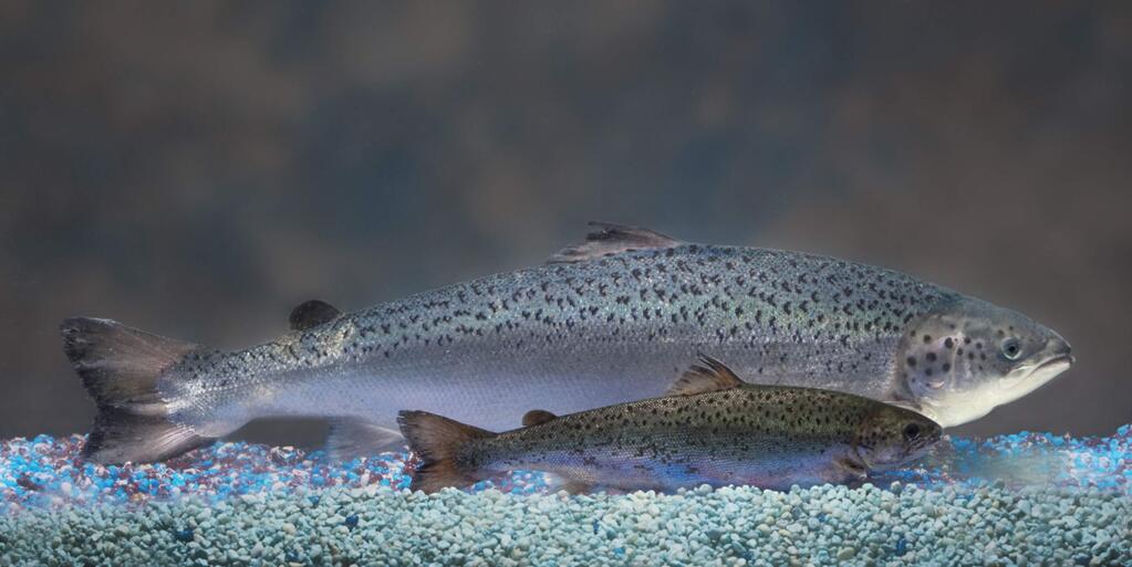 A genetically engineered AquAdvantage salmon and a smaller, non-modified sibling of the same age.