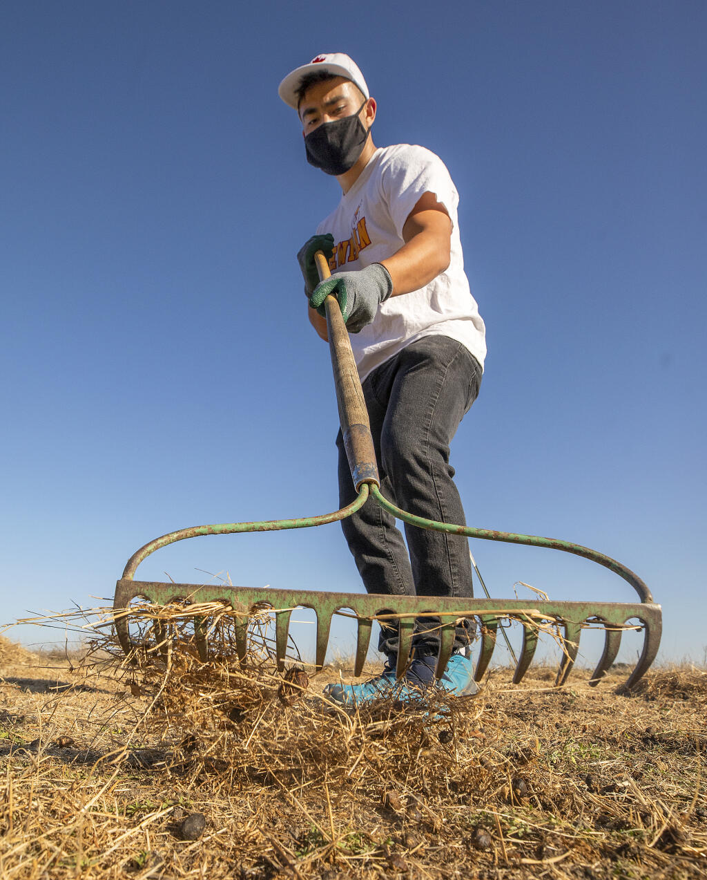 Cardinal Newman senior Aydan Solano removes thatch from a dried out vernal pool while leaving behind the seeds of the endangered Sebastopol meadowfoam waiting for winter rains in the Laguna de Santa Rosa Wetlands Preserve. (John Burgess/The Press Democrat)