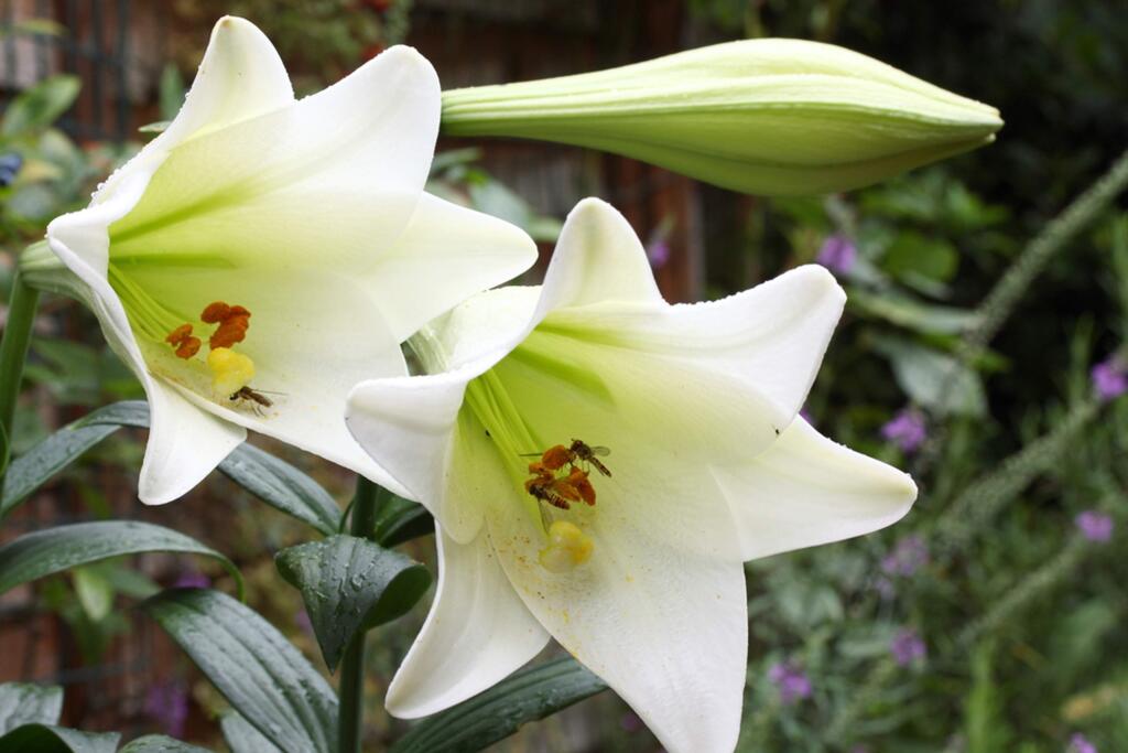 Regal lilies (Lilium Regale)