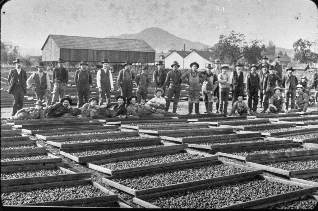 A group of men stand and sit around 1897 in Healdsburg beside prunes drying at the Russian River Packing Company. (Sonoma County Library)