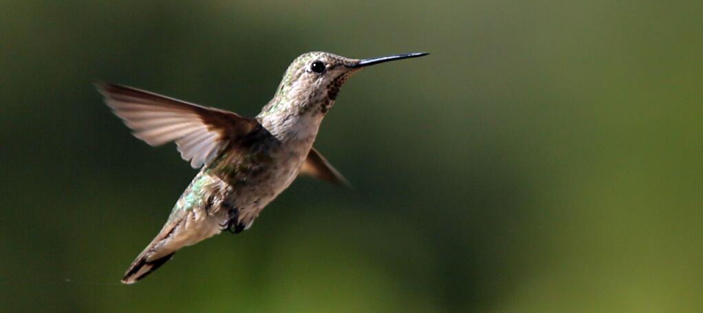 Bob Bennett has multiple hummingbird feeders in his backyard at his Healdsburg home, Wednesday, June 4, 2014. (Crista Jeremiason / The Press Democrat)