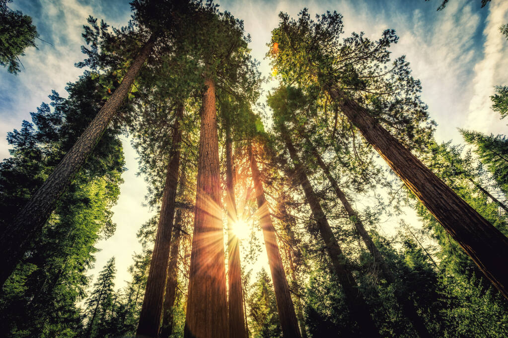 Tall Forest of Sequoias, Yosemite National Park, California. (Shutterstock)