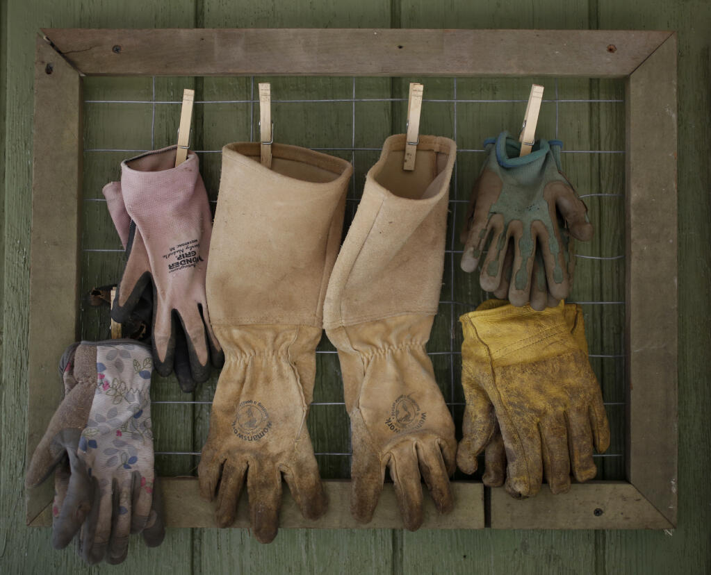 Garden gloves hang on a shed Jennifer McClendon's farm in Sebastopol on Thursday, April 29, 2021. (Beth Schlanker/ The Press Democrat)