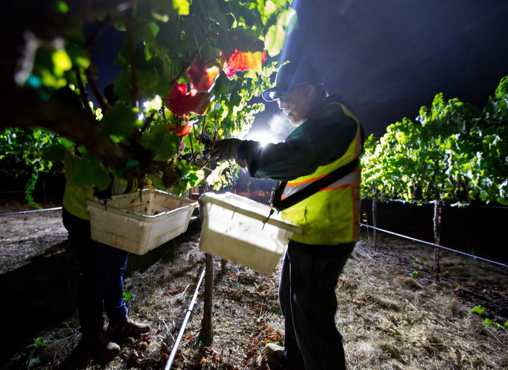 Vineyard workers pick pinot noir grapes under a bright array of floodlights during a night harvest at E & J Gallo's Laguna Ranch Vineyards in Sebastopol, California, on Wednesday, September 2, 2015. (Alvin Jornada / The Press Democrat)