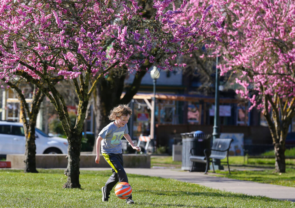 Ollie Richardson, 8, kicks a soccer ball beneath the cherry blossoms at the Windsor Town Green on Thursday, Feb. 10, 2022. (Christopher Chung / The Press Democrat)