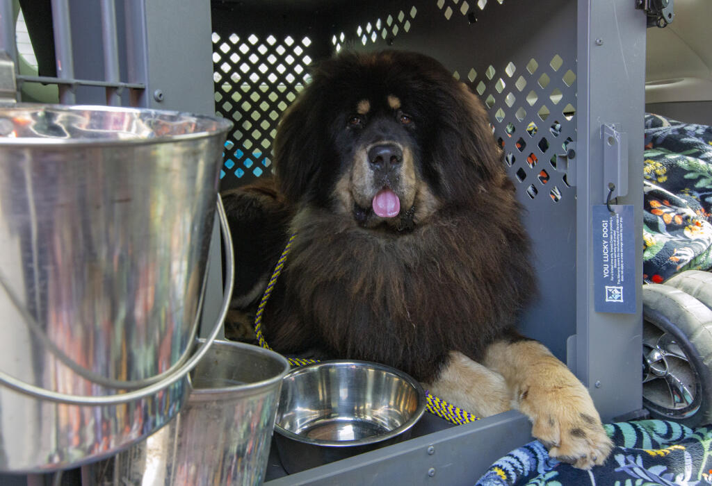 Rafa, the Tibetan Mastiff, lounges in the crate which will be his home until he arrives at the Westminster Kennel Club Dog Show in Flushing, New York. Photo taken on Friday, May 5, 2023. (Robbi Pengelly/Index-Tribune)