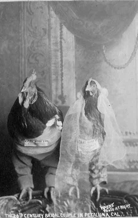 In characteristic Petaluma fashion, a couple of chickens are posed for a wedding portrait in the early 20th century. (Courtesy of the Petaluma Museum)