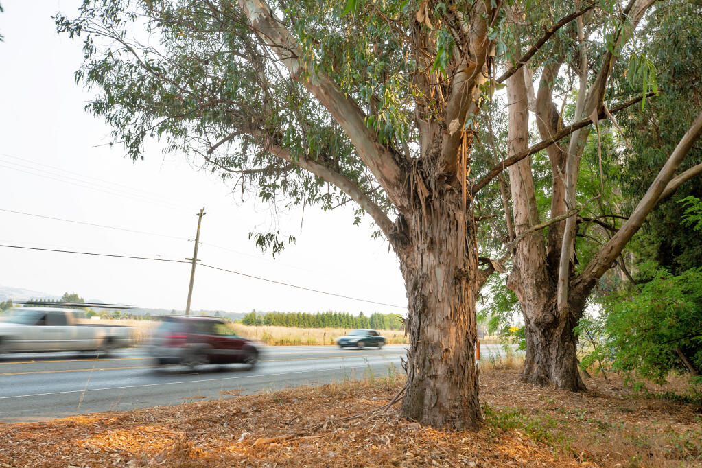Motorists pass by a pair of eucalyptus trees on Petaluma Hill Road, beside Sonoma State University in Rohnert Park, California, on Friday, August 28, 2020. Sonoma State University will be removing 205 eucalyptus trees in order to protect the campus from fires by reducing potential fuel sources. (Alvin A.H. Jornada / The Press Democrat)