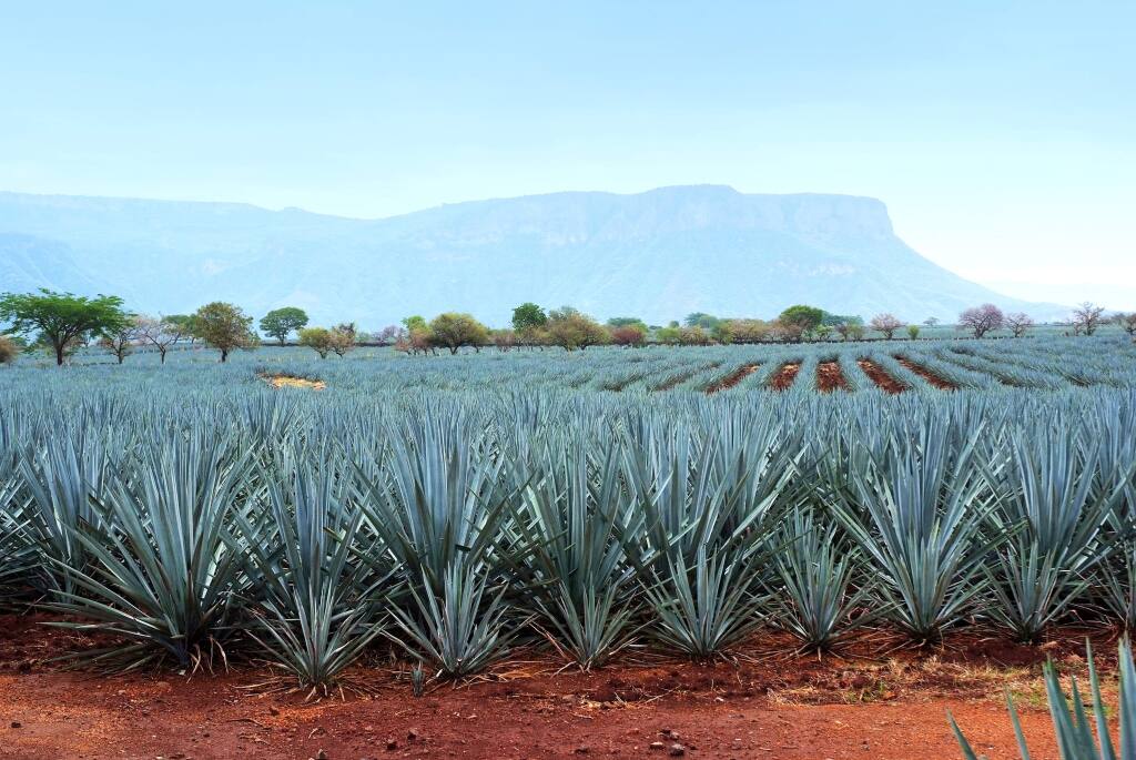 The 3 Badge 'Pasote' tequila will be made from blue agave grown in the Jalisco highlands of Mexico, and distilled with rainwater.