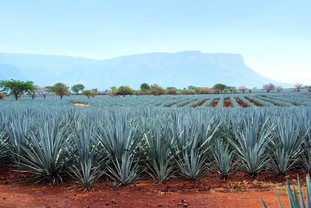 The 3 Badge 'Pasote' tequila will be made from blue agave grown in the Jalisco highlands of Mexico, and distilled with rainwater.