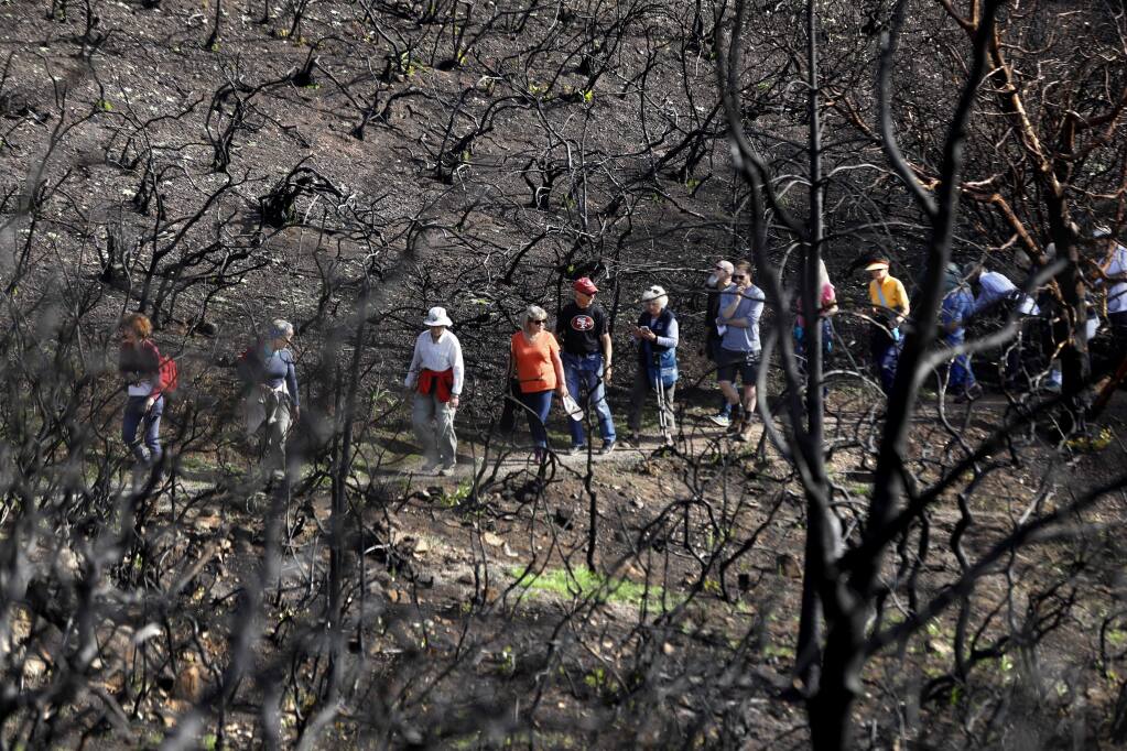 During a fire recovery hike, participants walk through a burned chaparral area at Sugarloaf Ridge State Park on Sunday, Feb. 4, 2018 in Kenwood, California. (Beth Schlanker / The Press Democrat)