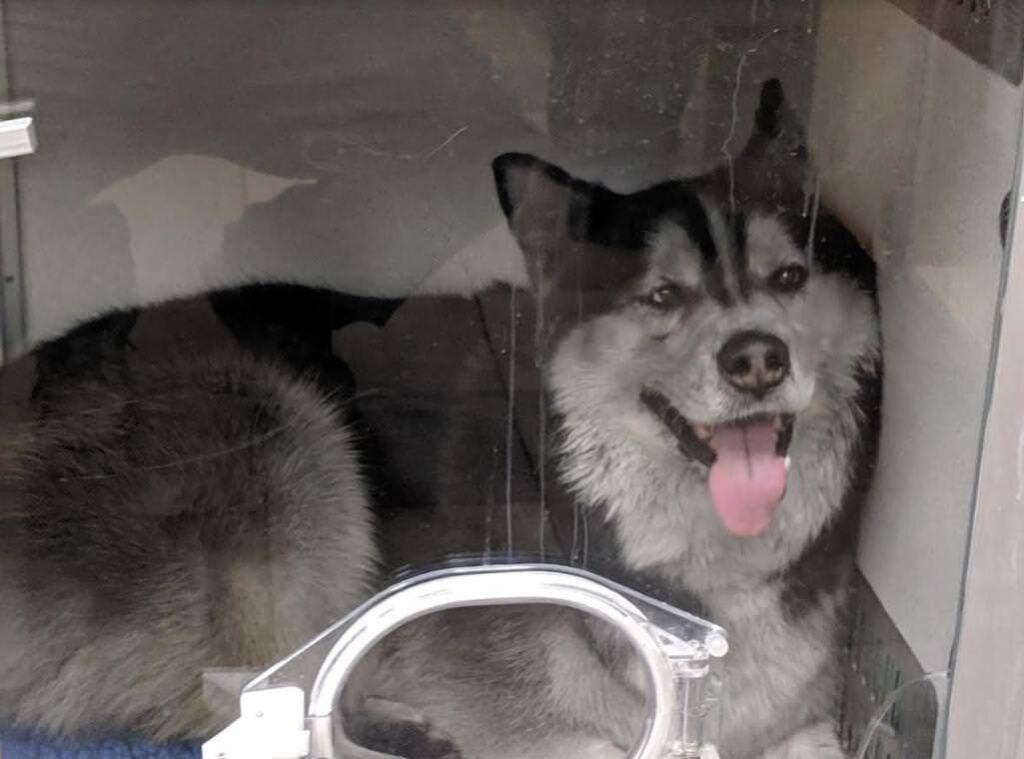 A 4-year-old husky named Yuri started a kitchen fire that nearly killed him and damaged the family home Tuesday, Nov. 6, 2018, in west Santa Rosa, fire officials said. (TAYLOR FAMILY)