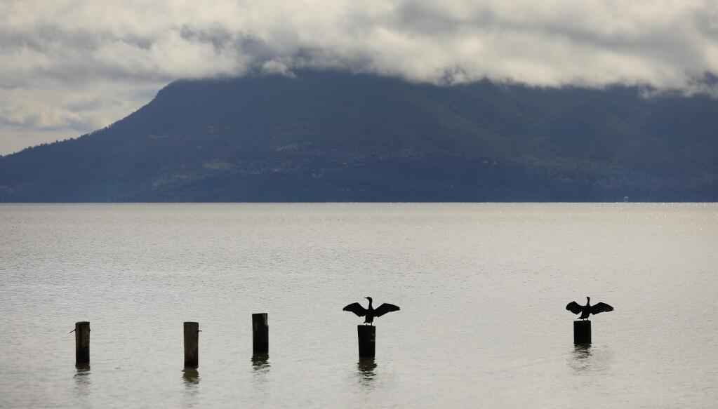 Cormorants dry out on Clear Lake, Thursday, March 7, 2019 near Nice.(Kent Porter / The Press Democrat) 2019