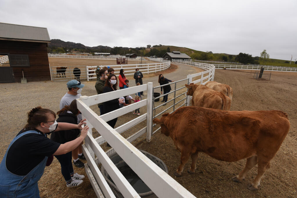 Visitors getting up close to the cows during a tour at Charlie’s Acres Farm Animal Sanctuary in Sonoma on Saturday, Oct. 24, 2020. (Erik Castro / for The Press Democrat)