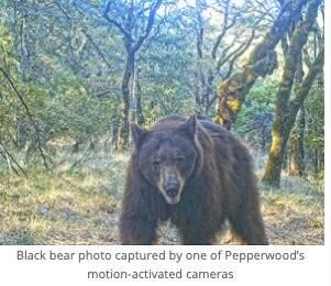PHOTO BY PEPPERWOOD PARK MOTION -ACTIVATED CAMERABlack bear sightings are becoming more frequent in Sonoma County
