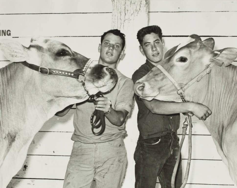 Ralph Sartori and Don Silacci with their livestock at the Sonoma County Fair, 1964. (Courtesy of the Sonoma County Library)