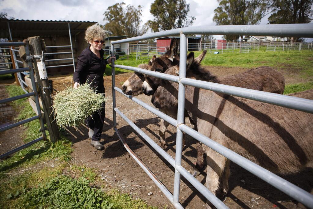 Petaluma, CA, USA. Tuesday, March 21, 2017._ Cindy Roberts takes care of donkeys on her ranch property in West Petaluma. Recently, one of the baby donkeys was mauled and killed by a neighbor's dog and she would like to see a law enacted that forces dog owners to euthanize a dog that kills livestock. (CRISSY PASCUAL/ARGUS-COURIER STAFF)