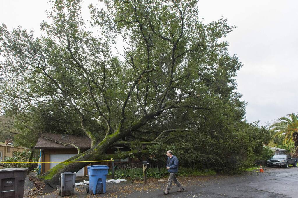 In the early hours of Friday morning, an ancient live oak next to Kathy Truax's home on Park Avenue uprooted, fell, and crashed onto the roof, severely damaging the house and taking out power lines. (Photo by Robbi Pengelly/Index-Tribune)