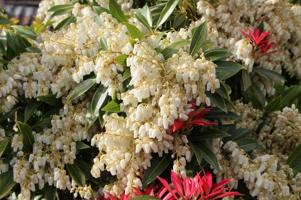 Abelia 'Edward Goucher' flowering (Shutterstock)