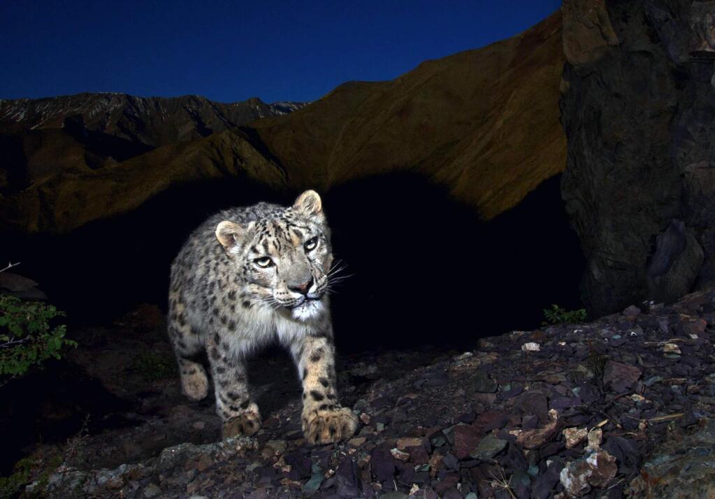 Steve Winter/Special to the Index-TribuneA snow leopard steps out of the shadows walking a trail in late afternoon. Snow leopards' large, round eyes are so well adapted to low-light vision that they can hunt in near total darkness.