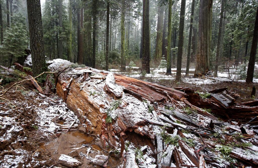 Snow partially covers the fallen Pioneer Cabin Tree at Calaveras Big Trees State Park, Monday, Jan. 9, 2017, in Arnold, Calif. Famous for a 'drive-thru' hole carved into its trunk, the giant sequoia was toppled over by a massive storm Sunday. (AP Photo/Rich Pedroncelli)