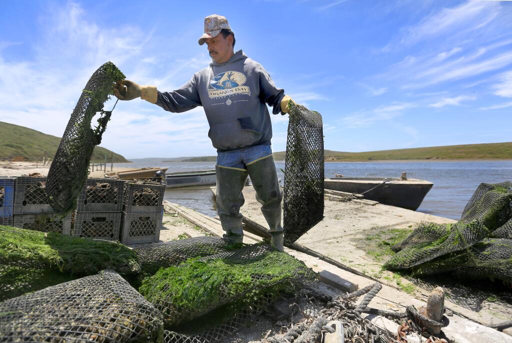 Drakes Bay Oyster Company worker Sebastian Lopez-Castillo unloads oysters, Monday June 30, 2014 at Point Reyes National Seashore. The U.S. Supreme Court denied to hear the oyster company's appeal to stay open. (Kent Porter / Press Democrat) 2014
