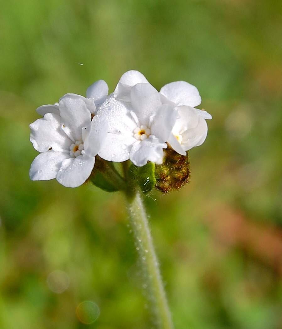 Popcorn flower (Plagiobothrys nothofulvus) (JEANNE WIRK)