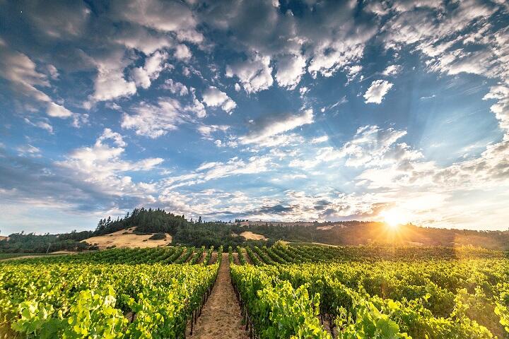 The 52-acre Savoy Vineyards near Philo in Mendocino County was purchased in May by Sonoma's The Donum Estate. Savoy Vineyards (Photo: Kim Carroll)