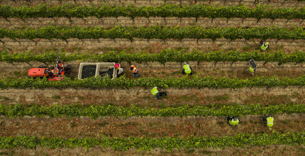 Harvest workers pick pinot noir grapes for the Martin Ray Winery, Friday, July 29, 2022, in Sebastopol as the 2022 grape harvest gets underway. (Chad Surmick / The Press Democrat)