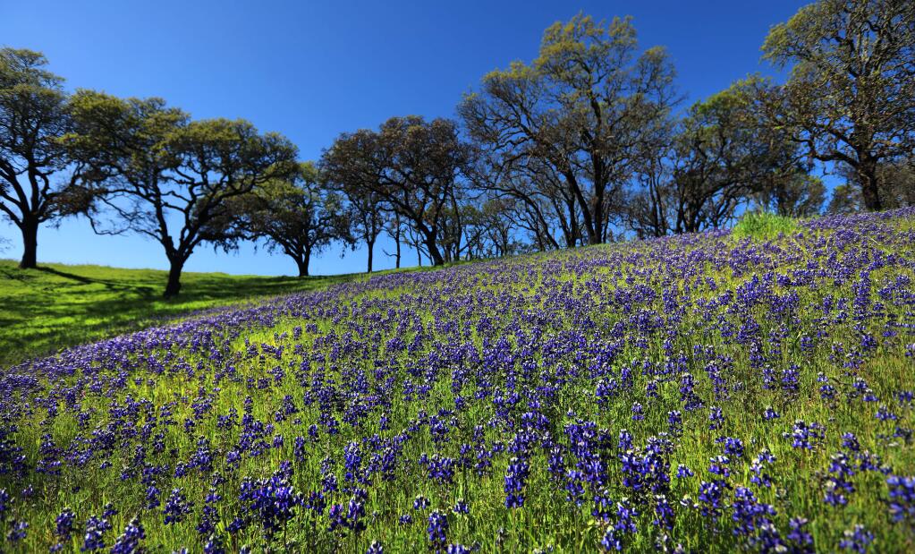 Spring sky lupines create a carpet of color from the ashes of Sonoma Valley Regional Park in Glen Ellen, Wednesday March 28, 2018. (Kent Porter / Press Democrat) 2018