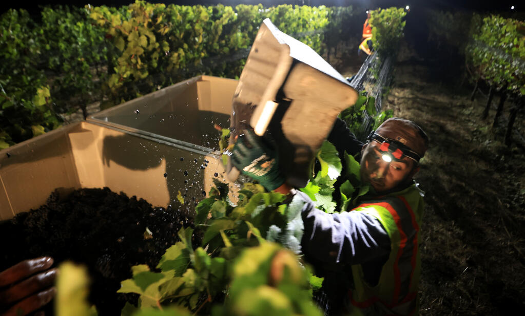 Rigo Chavez with Advanced Viticulture Inc. dumps a lug of pinot wine grapes, while eyeing his next target at Bricoleur Vineyards in Windsor, Tuesday, Sept. 19, 2023. (Kent Porter / The Press Democrat file)