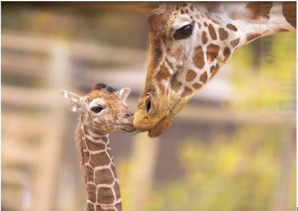 Mama Malaika nuzzles baby Grace at Safari West wildlife preserve in Santa Rosa. (Mark Pressler / Safari West)