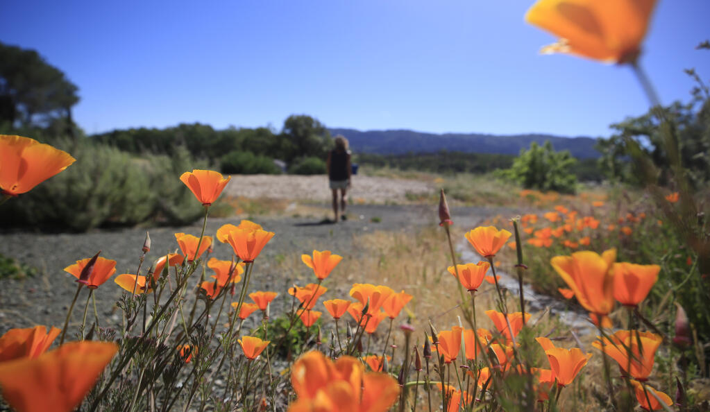 California poppies are in full bloom at the Bouverie Preserve in Glen Ellen, Wednesday, April 28, 2021.  (Kent Porter / The Press Democrat) 2021