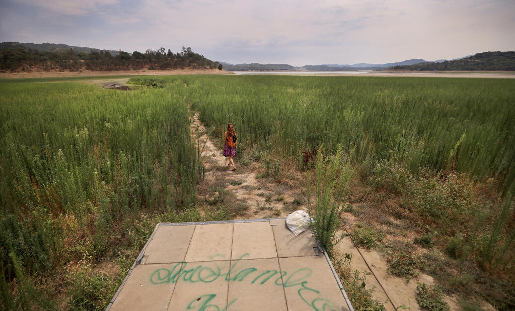 Coral Mills of Kelseyville takes a midafternoon hike through the drought jungle of horseweed, some of it nearly 8 feet high, as Lake Mendocino recedes at a record pace, Monday, July 26, 2021, east of Ukiah. (Kent Porter / The Press Democrat)