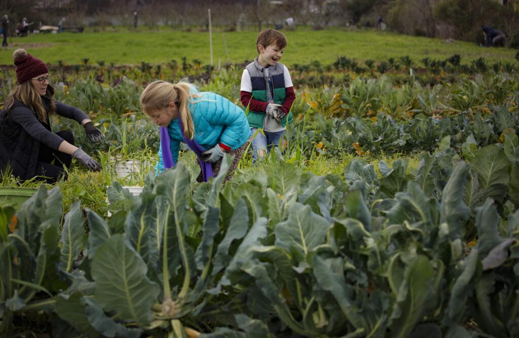 Petaluma, CA, USA. Monday, January 20, 2020._(left to right) Chandra Holte and Zadie Petersen,7, and Chandra's son, Harper Dean Holte, 6, volunteered to help at the Bounty Farm in Petaluma on Martin Luther King, Jr Day.(CRISSY PASCUAL/ARGUS-COURIER STAFF)