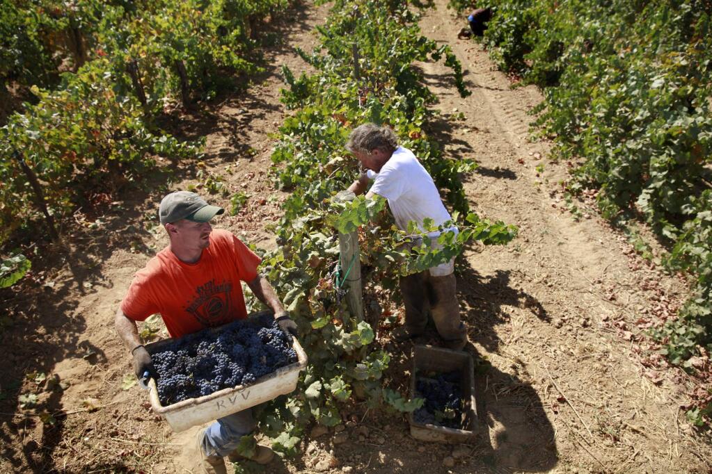 Juba Kenyon, left, and Matt Westphall, inmates from the Mendocino County Jail, pick pinot noir grapes at Barra of Mendocino vineyards in Redwood Valley on Wednesday, Sept. 10, 2014. (BETH SCHLANKER / The Press Democrat)