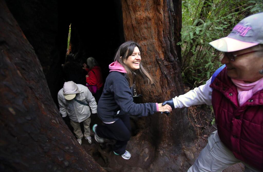 Mary Sisler, left, gets a hand climbing out of the 'goose pen' inside the base of a redwood tree from Sandy Parrett, during a New Year's Day hiking tour of Armstrong Woods State Natural Reserve, on Sunday, January 1, 2017. (Christopher Chung/ The Press Democrat)