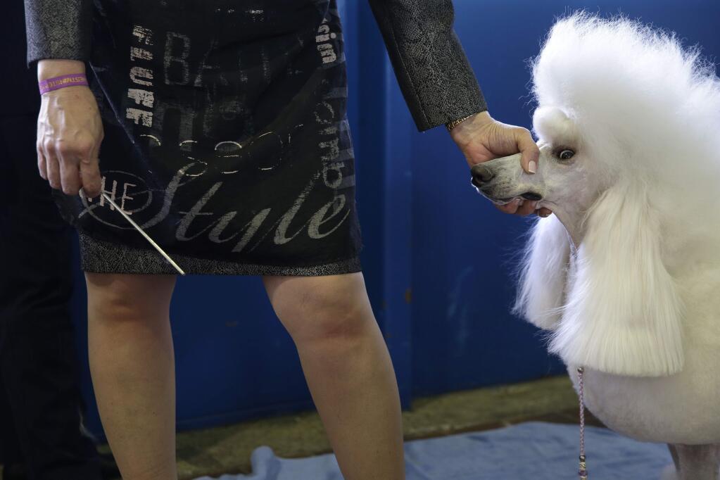 Vania Concolino holds her dog Lana, a standard poodle, while grooming her at the Westminster Kennel Club show in New York, Monday, Feb. 16, 2015. The show started Monday morning and, to the owners of the 2,711 pooches set to take part, it's the Super Bowl, World Series and Daytona 500 of dogdom in the United States. (AP Photo/Seth Wenig)