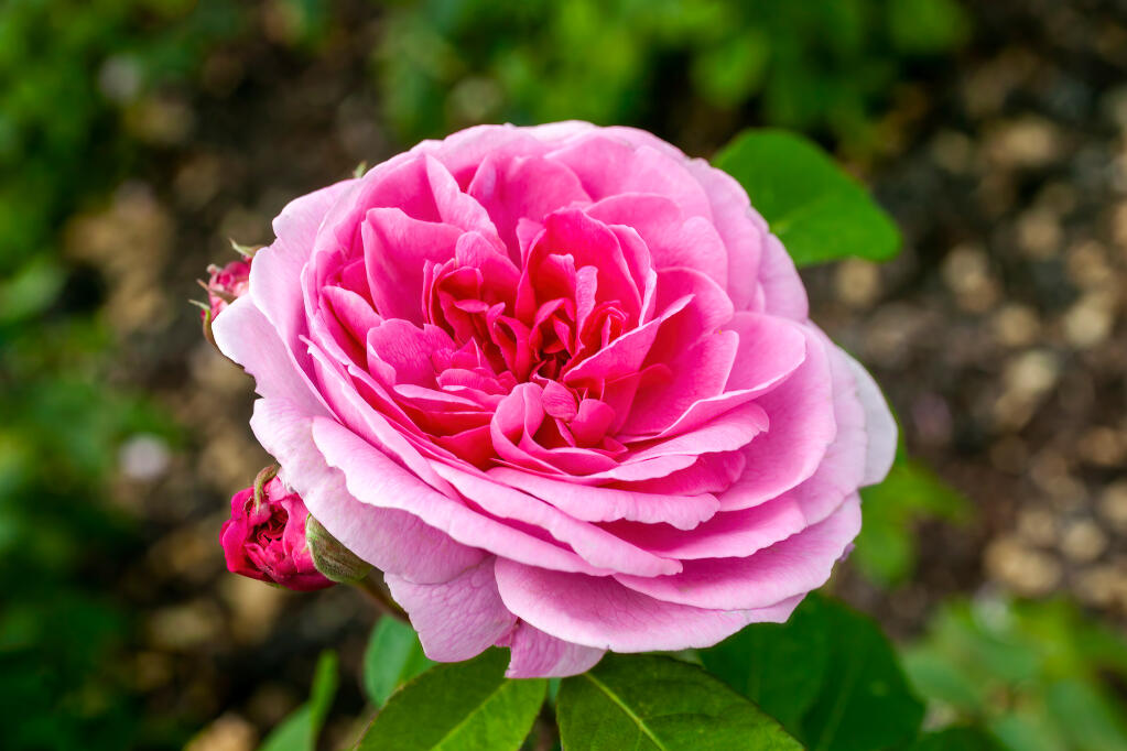 David Austin’s ‘Gertrude Jekyll’ shrub rose is a disease-resistant fragrance champion named for the great English landscape designer of the 19th century. The bright pink shrub rose is a repeat bloomer.  (Shutterstock)