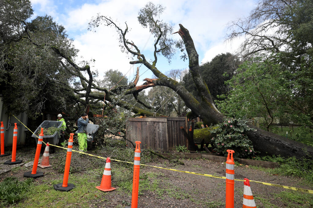 A Coast Live Oak tree, approximately 275 years old, collapsed after the most recent round of rains at Spring Lake Village in Santa Rosa, Wednesday, March 22, 2023. (Beth Schlanker/The Press Democrat)