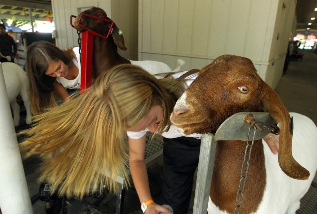 JOHN BURGESS / The Press DemocratHannah Combs, 15, left, misses her goat and sends Emily Taylor's, 15, hair flying with a blow dryer while the pair of Forestville 4H members gussy up their animals for judging at the Sonoma County Fair.