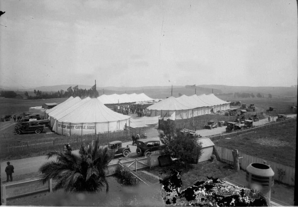 Petaluma Dairy Cattle Show, 1915, the year Andrew McPhail was killed by Hiram Talley, in downtown Petaluma (SONOMA COUNTY LIBRARY)
