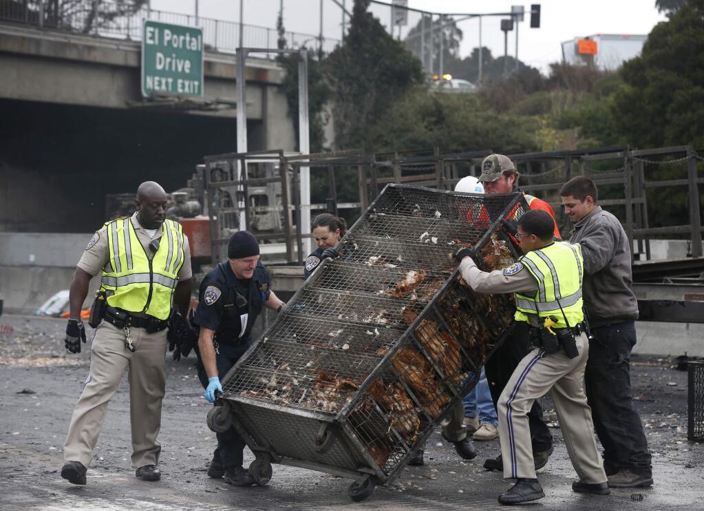 California Highway Patrol officers and other rescue personnel turn cages of chickens upright after a big rig hauling the live birds overturned in a traffic collision closing all lanes of westbound Interstate 80 for several hours at San Pablo Dam Road in San Pablo, Calif. on Thursday, Sept. 5, 2019. Officials say a truck carrying hundreds of live chickens crashed and erupted in flames, killings hundreds of the birds and snarling Thursday morning's commute in the San Francisco Bay Area. (Paul Chinn/San Francisco Chronicle via AP)