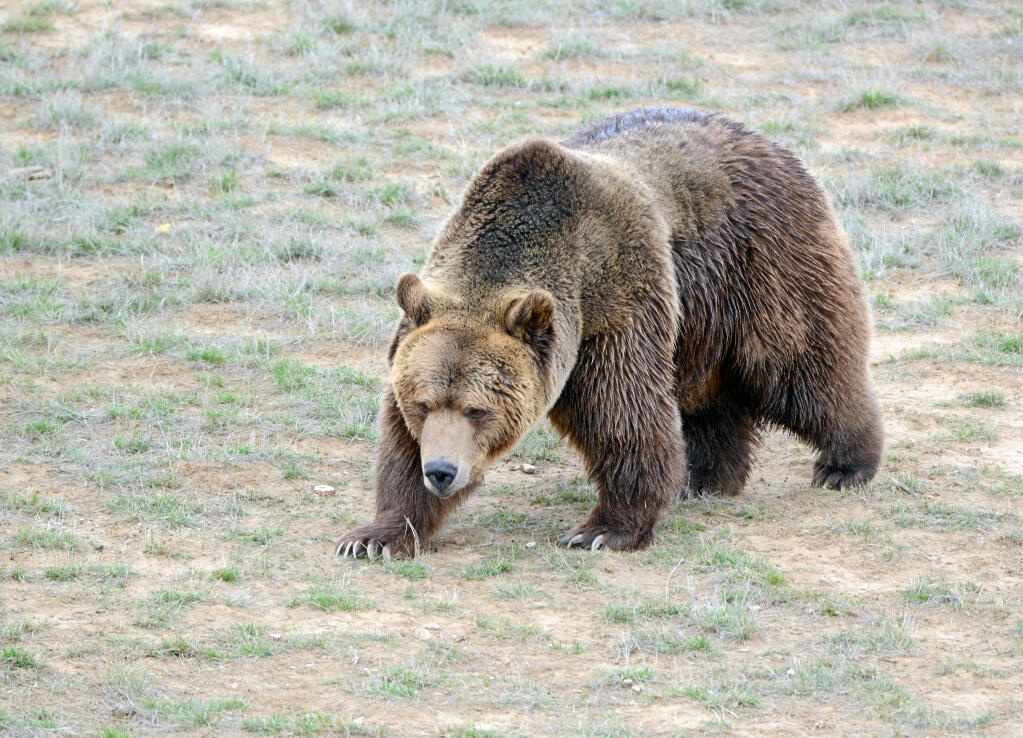 Grizzlies bears used to run and frolic throughout the meadows near Austin Creek. Stock photo.