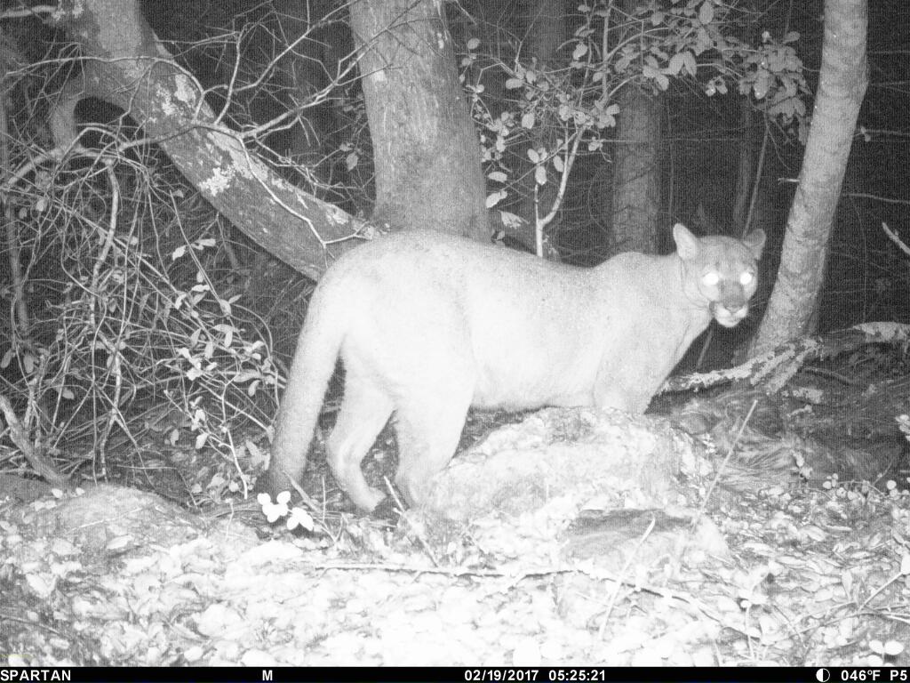A female mountain lion explores the 'trap' set by researchers in the Glen Ellen region of Sonoma Valley, prior to be trapped, tagged with a GPS collar and given the number 'P4.' (Courtesy ACR Mountain Lion Project)