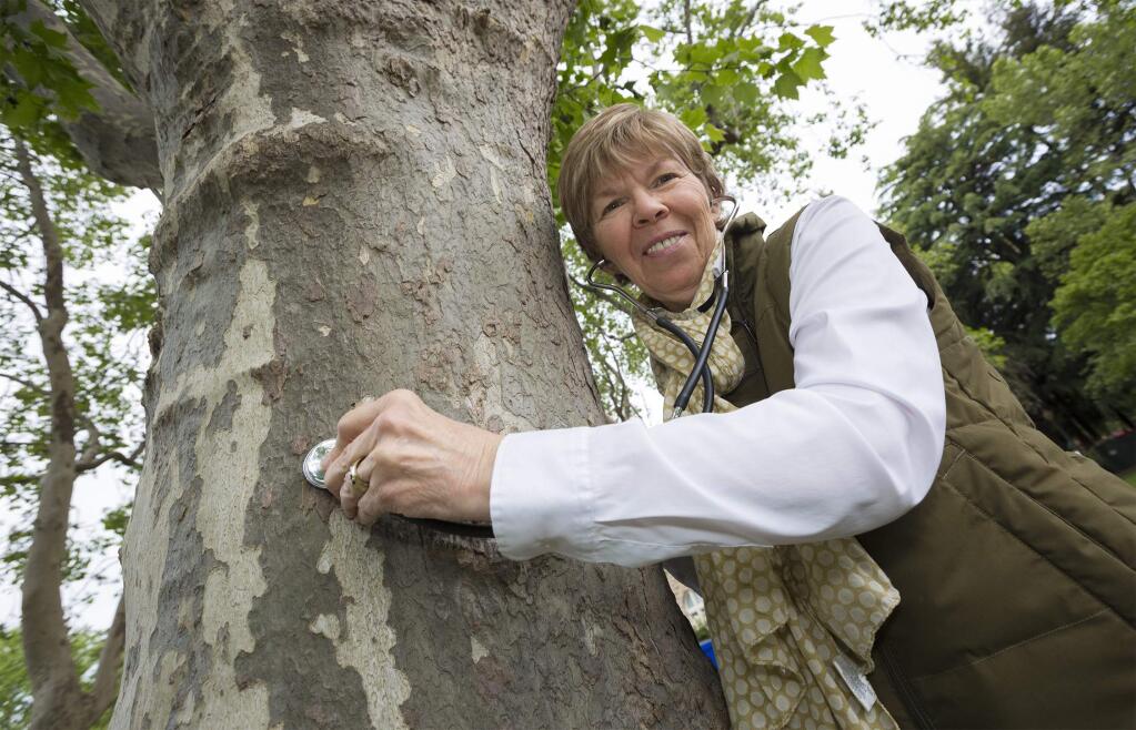 Karin Niehoff listens to sap moving in a sycamore tree with the help of a stethoscope. Niehoff says there are outstanding teaching opportunities right here on the Plaza. (Photo by Robbi Pengelly/Index-Tribune)