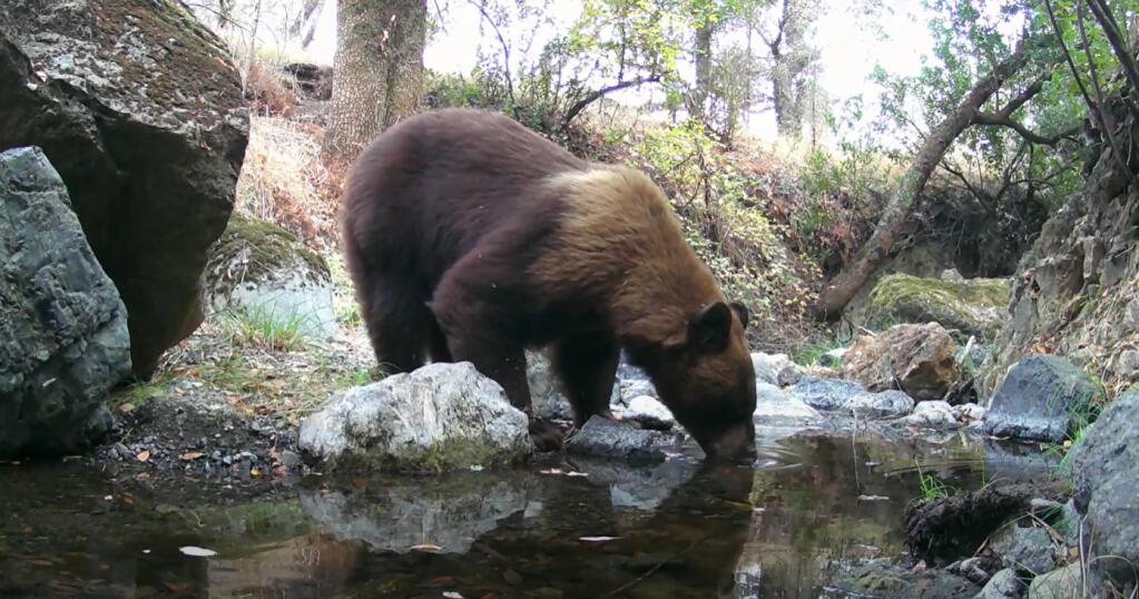 A bear enjoys drinks water at Sugarloaf Ridge State Park, the site of two upcoming “Field Zoology” classes offered by Sonoma Ecology Center (courtesy of Sugarloaf Ridge State Park Critter Cam Team).