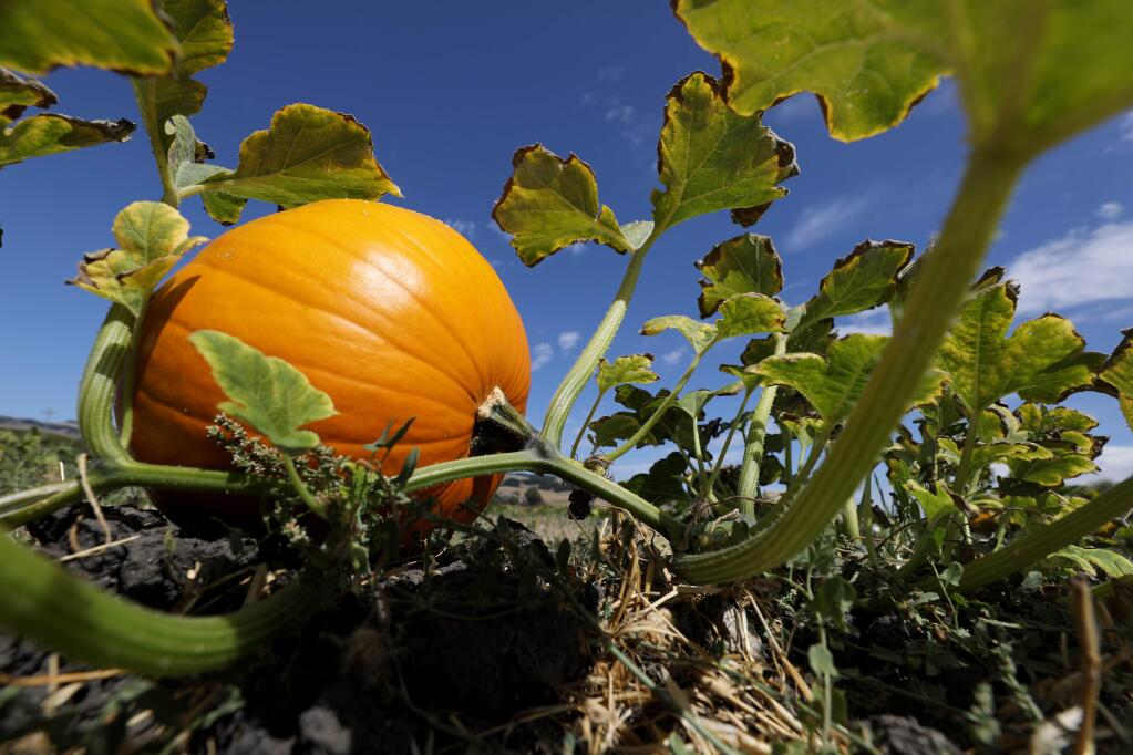 A pumpkin grows on the vine at Pronzini Pumpkin Patch in Petaluma, California on Sunday, September 22, 2019. Pronzini Pumpkin Patch will open on Saturday, September 28, 2019.(BETH SCHLANKER/The Press Democrat)